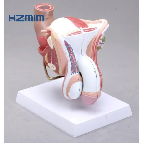 Human External Genital Anatomical Model,Male Genital Organs Model - Buy ...