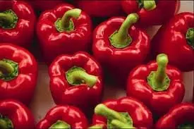 CAPSICUM IMAGES