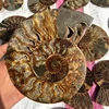 Natural Conch Shells Completely Nice Nautilus Fossil Hot Sale Ammonite