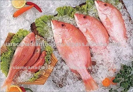 
Frozen Red Mullet Sea Fish 