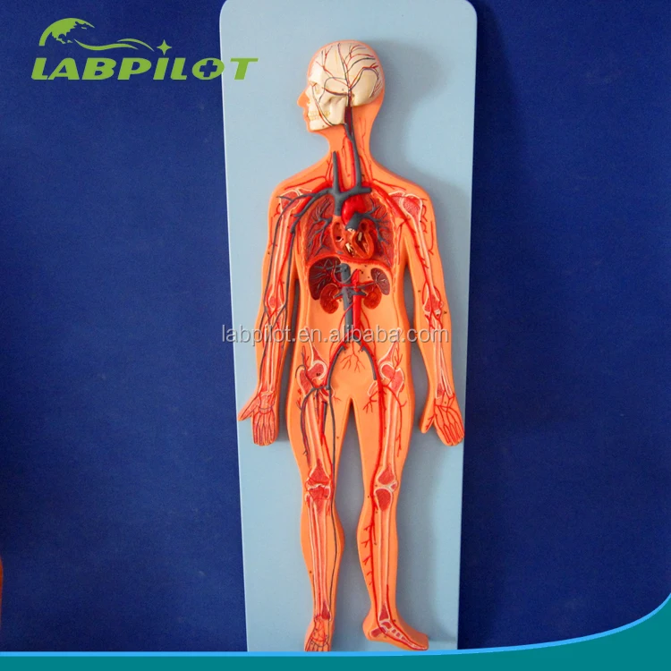 макет кровеносной системы. кровеносная система человека атлас. макет системы кровообращения. кровеносная система человека анатомия. кровообращение фото.