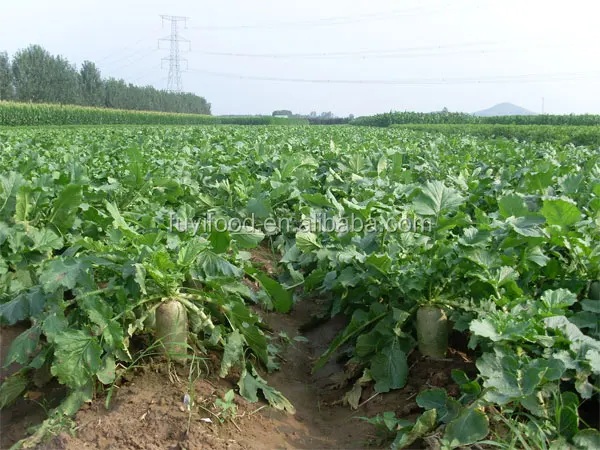 
Chinese Delicious Sweet Fresh Radish / Green Radish 