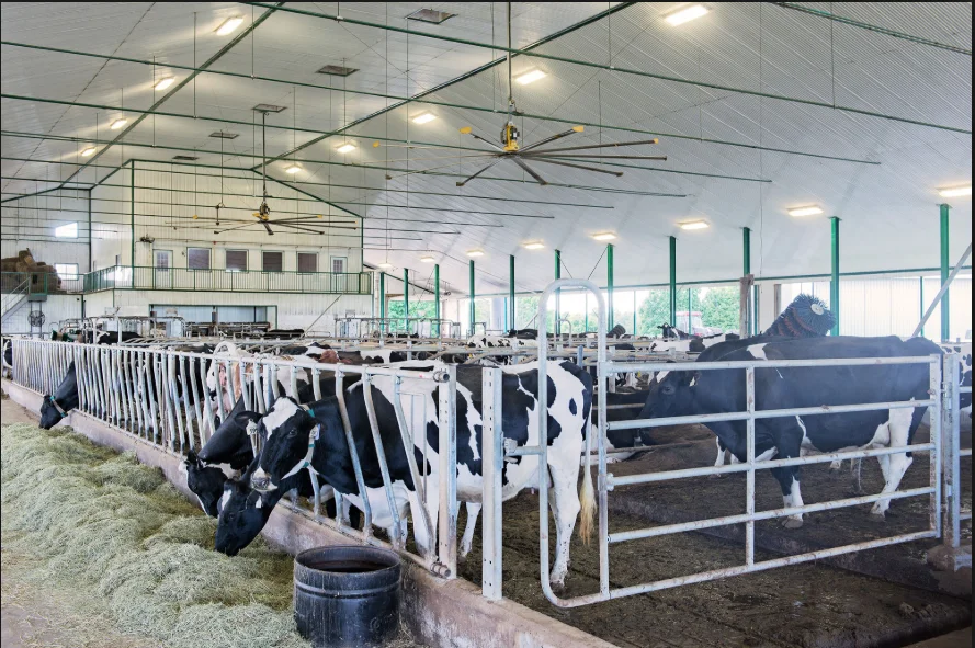Prefabricated Dairy House Steel Structures For Dairy Farm - Buy Steel ...