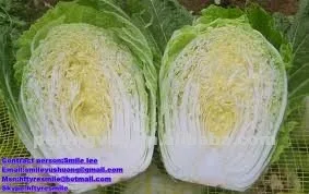 
Chinese Fresh Green Cabbage From ShouGuang 