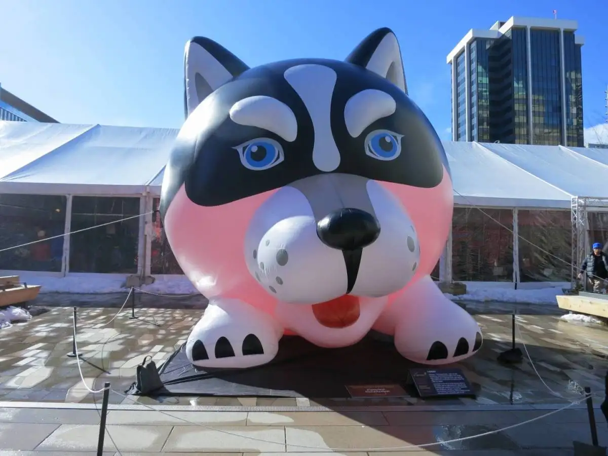husky dog.jpg
