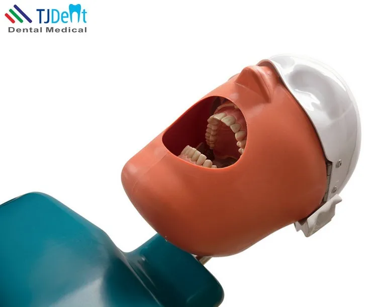 Dental Surgery Practice Model Head Attach On Dental Chair Type