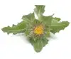 New havested Blessed Thistle whole plants dried Cnicus benedictus for herb