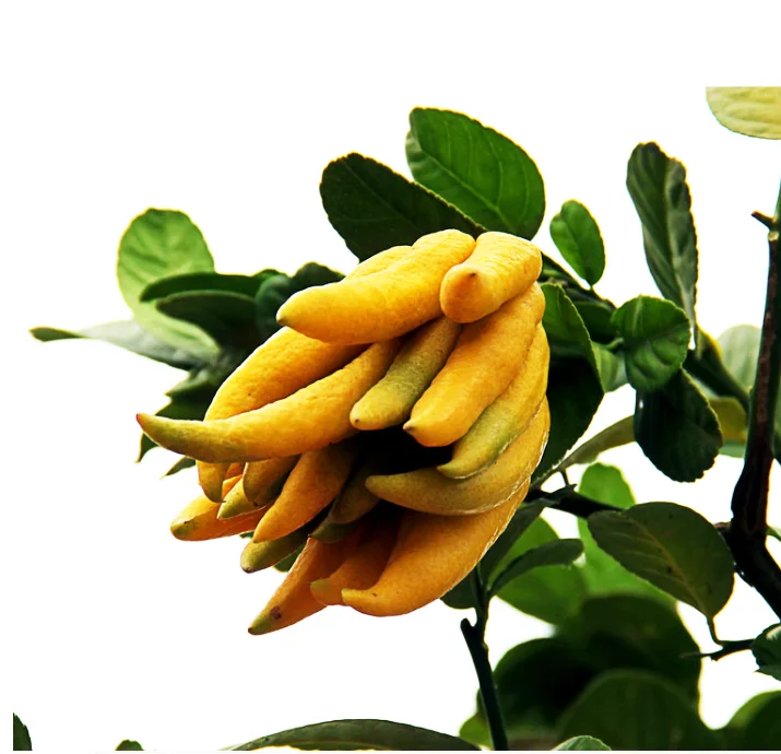 wholesale 100% pure natural extract bergamot essential oil for