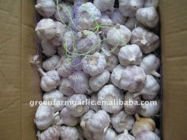 normal white garlic