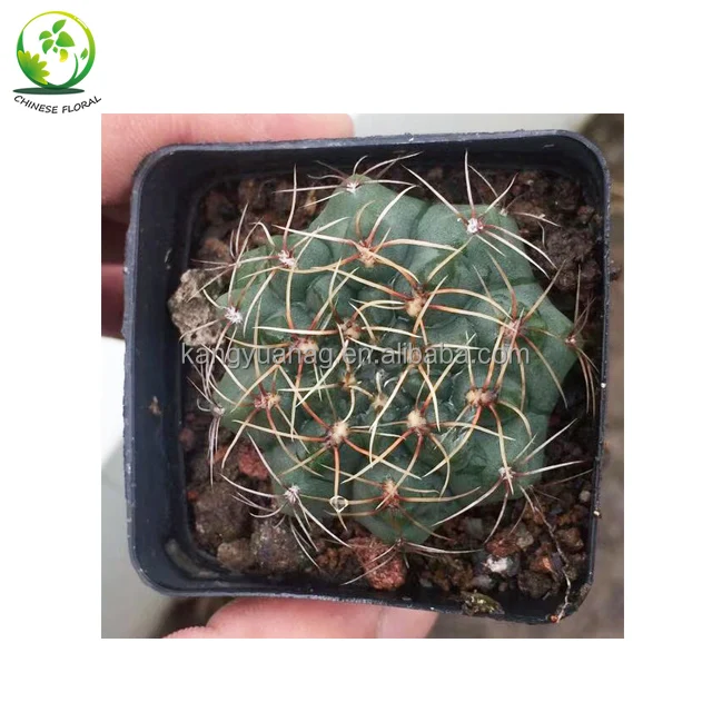 
Cactus Gymnocalycium baldianum with Red Pink White Purple Flowers 