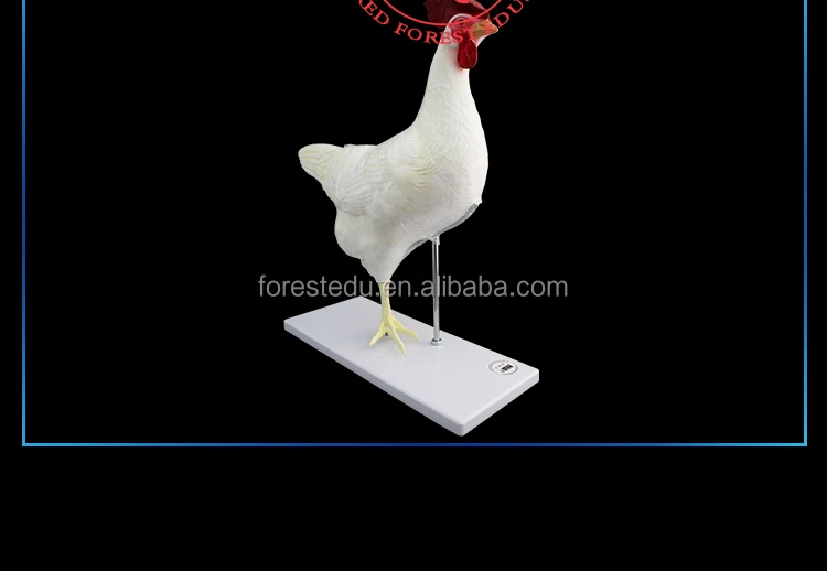 Chicken-Model_13.jpg
