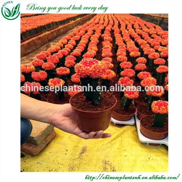 
Indoor Mini Colourful Grafted Cactus 