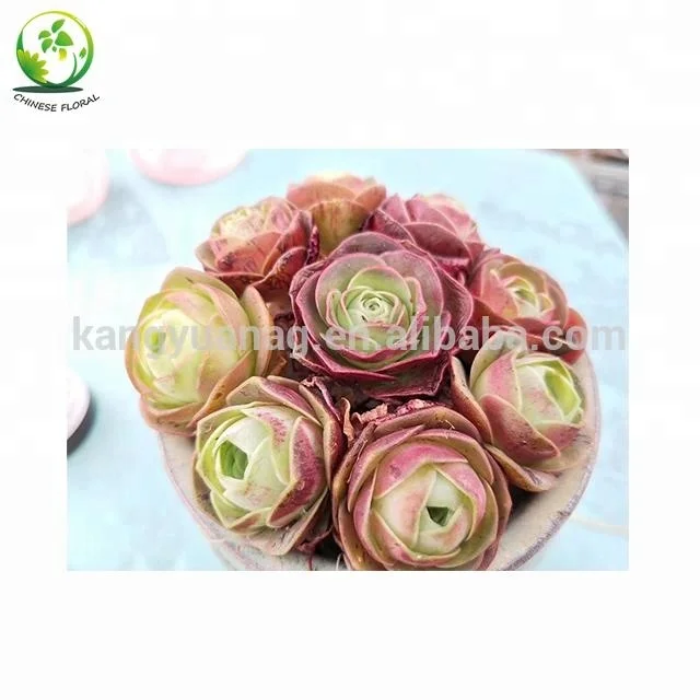 
Pink purple color Succulent Greenovia aurea ex E1 Hierro 