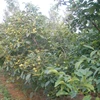 2 year old Chandler Walnut tree