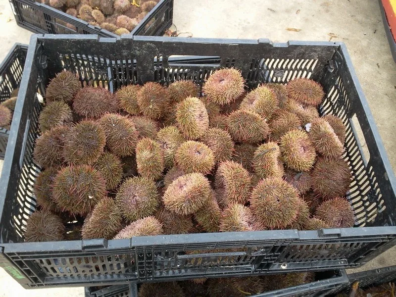 
SEA URCHINS 