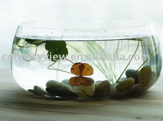 pesanan kecil  bulat  kaca bening  kura kura mangkuk 