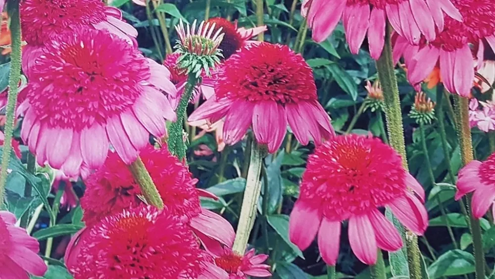 
Ink Jet LX900 High Gloss Labels 