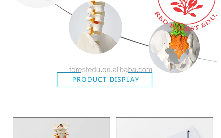 8 anatomy spine model.jpg