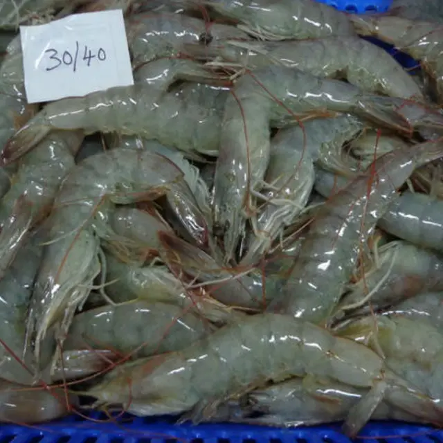 shrimp white