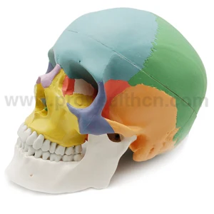 PH03-002 Colored Life-Size Plastic Medical Anatomical Human Skull Model