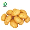 Chinese Holland Potato Exporter and Importer