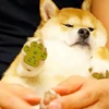 Design New Arrive Product Adhesive Pet Feet Stick Pad, Dog Foot Soles