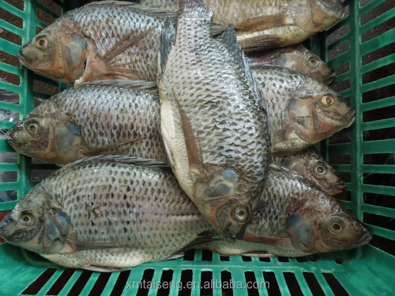 tilapia (6).jpg