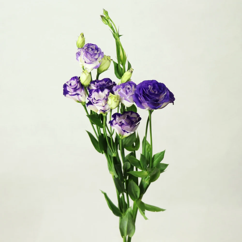 Wholesale Fresh Cut Flower Eustoma From Dounan Kunming China Buy