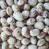 Organic kidney bean