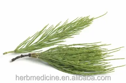 
Dried Horsetail cuts Herba Equiseti Arvensis china raw herb 