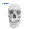 Life Size Human Skull Model 3 Parts