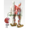 55CM Male Human Acupuncture Points&Muscle Model Acupuncture Poitn Model