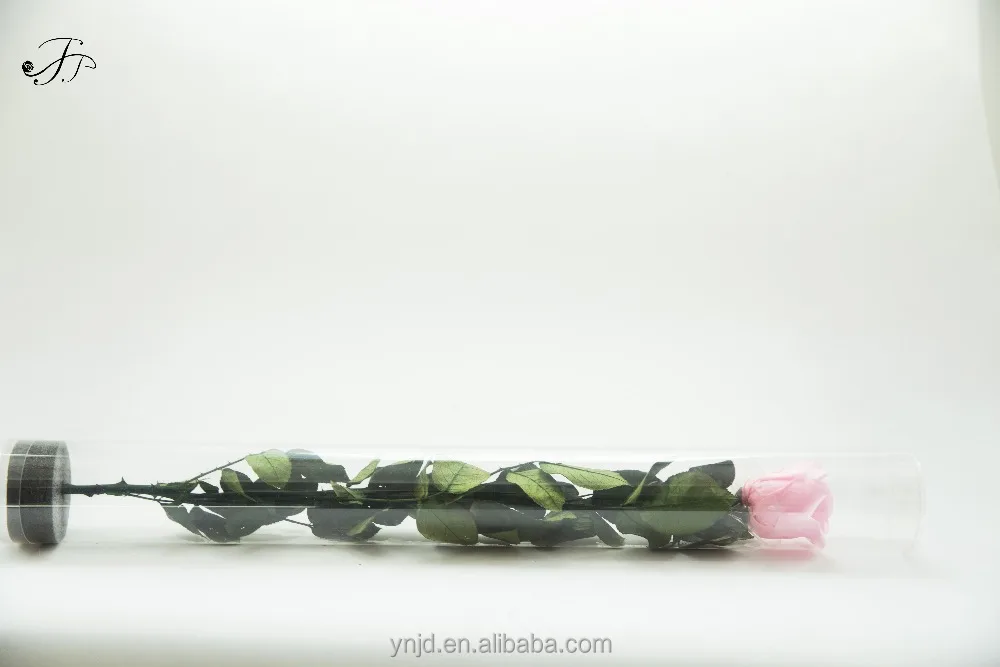 
Top Quality Preserved Stem Rose for Home Decoration or Wedding Decoration 