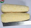 2018 Fresh Glutinous Corn Frozen Waxy Sweet Corn Cob OEM Supported