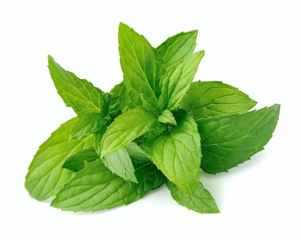 peppermint extract 100% natural peppermint powder