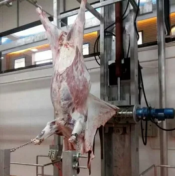 slaughterhouse beef abattoir