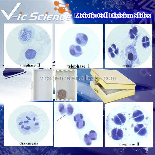 Microscope Prepared Slides Plant And Animal Cell In Different Stage Of  Meiotic Cell Division Slides - Buy Meiotic Cell Division Slides,Different  Stage Of Meiotic Cell Division Slides,Plant And Animal Cell In Different