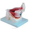 Medical science 3 times eyeball and eye socket (orbital) model