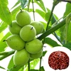 Chandler Walnut saplings