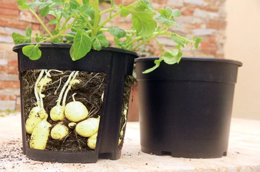 5 Gallon Pp Plastic Grow Pots For Potato Ginger Root Crops Buy 5