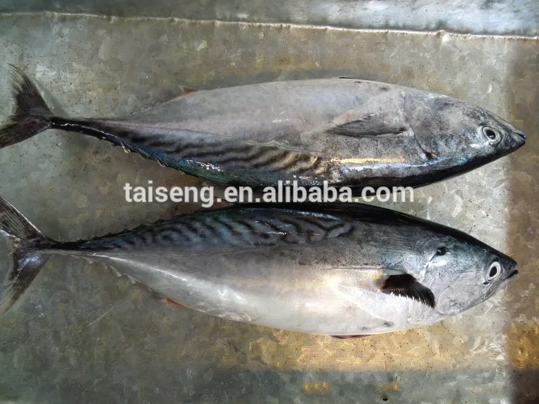 bonito 2.jpg