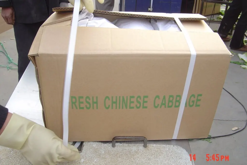 chinese cabbage 2.JPG