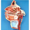 ISO 3-D Model of Human Face, Nerves