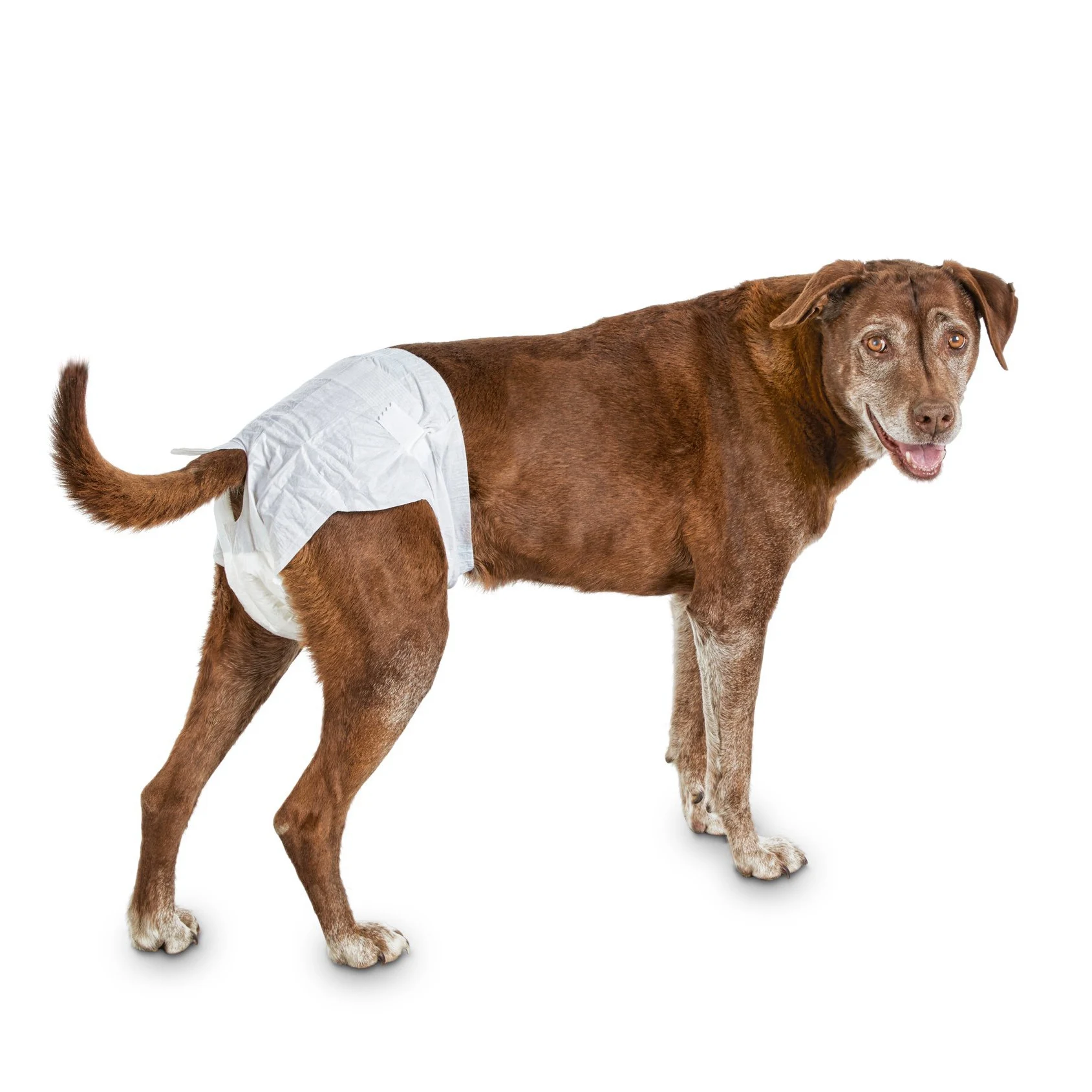 

Wholesale disposable Natural Pet Diapers Disposable For Dog, Customized
