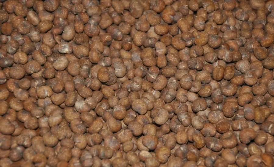 Hou Mian Bao Wholesale Organic Baobab Tree Seeds For Planting Buy