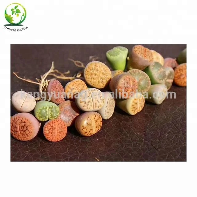 
Lithops 1 3cm for wholesale 