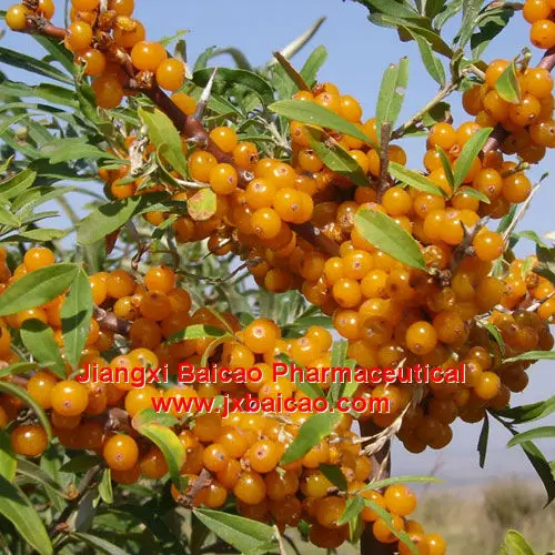 colour: reddish-orange or brownish-red 2.