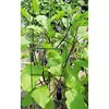 /product-detail/daim-japan-plant-support-stakes-kit-for-climbing-plants-62137939744.html