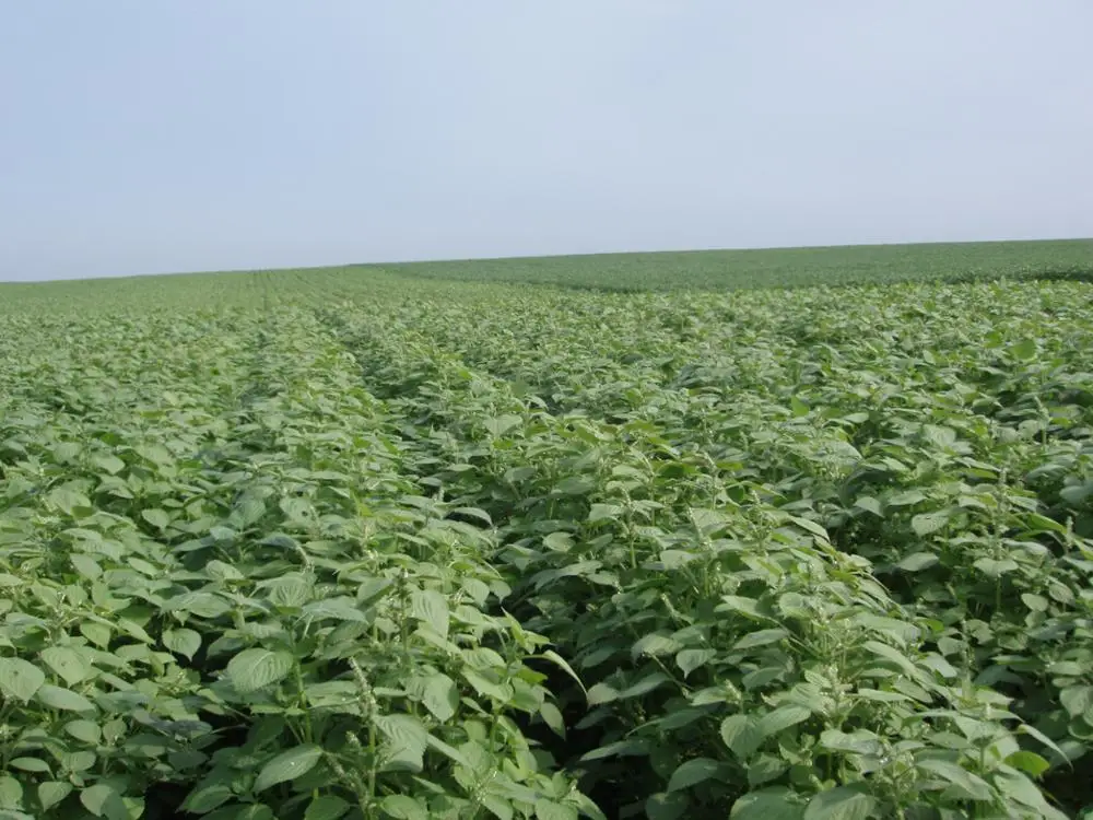 
Soy Milk Powder of Red Date Flavor 