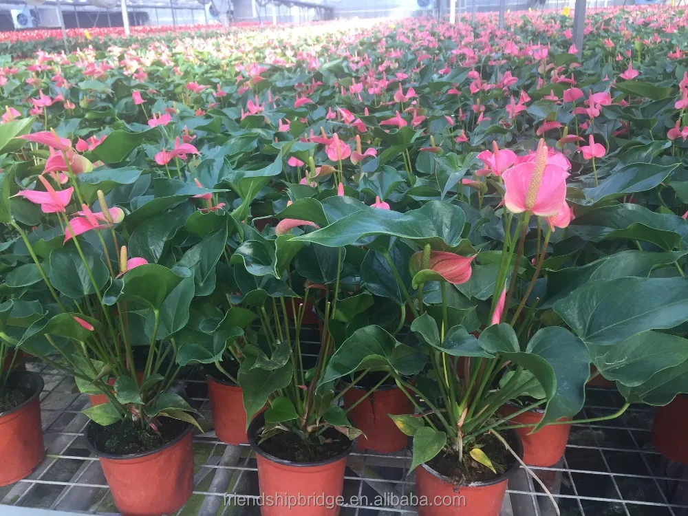 
Unique Pink Anthurium Andraeanum Plants, Tailflower 